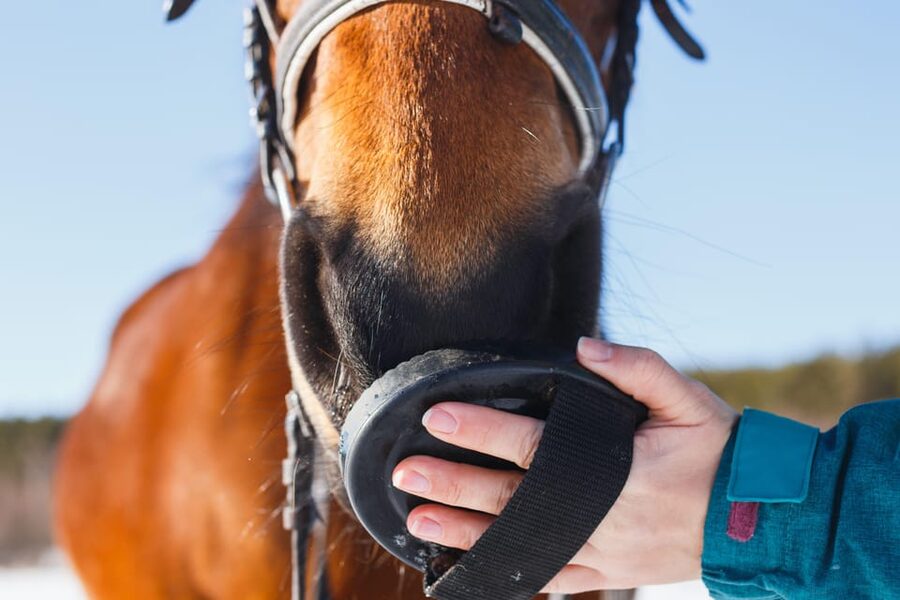 Torremolinos: Guided tour to stables of El Ranchito - Key highlights worth planning for