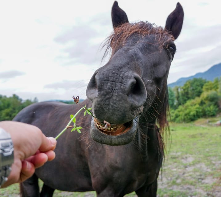 Torremolinos: Guided tour to stables of El Ranchito - Interacting With Horses Without Riding