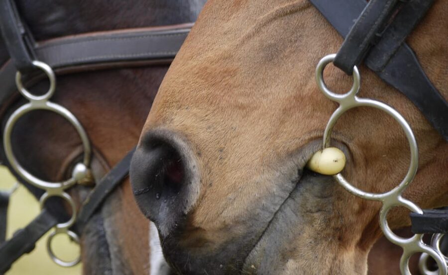 Torremolinos: Guided tour to stables of El Ranchito - Pura Raza Española Horses and Photo Rules