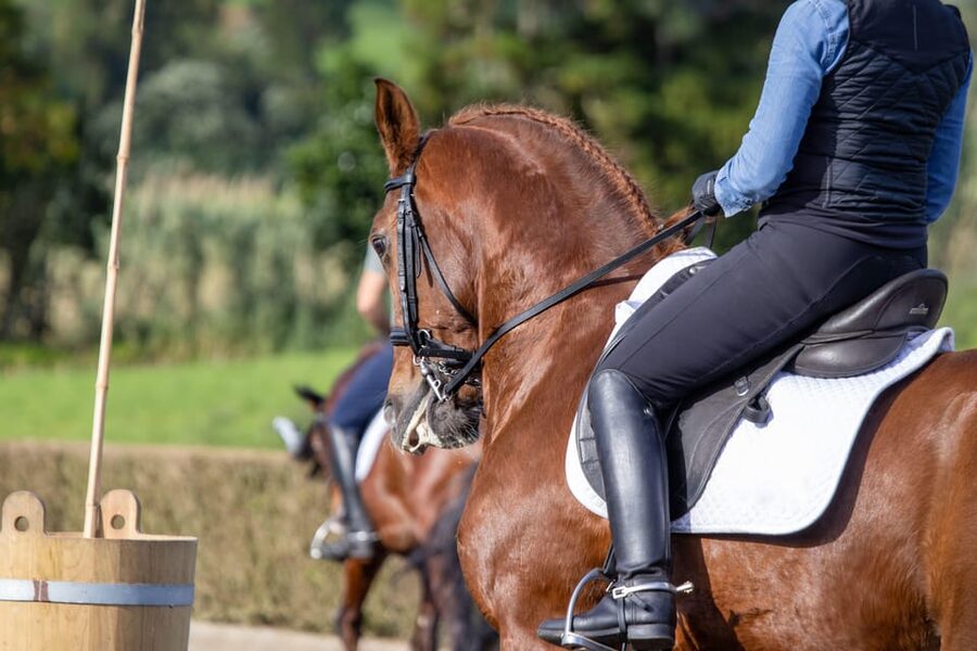 Torremolinos: Guided tour to stables of El Ranchito - Price and Value: Is $17 Worth 30 Minutes?
