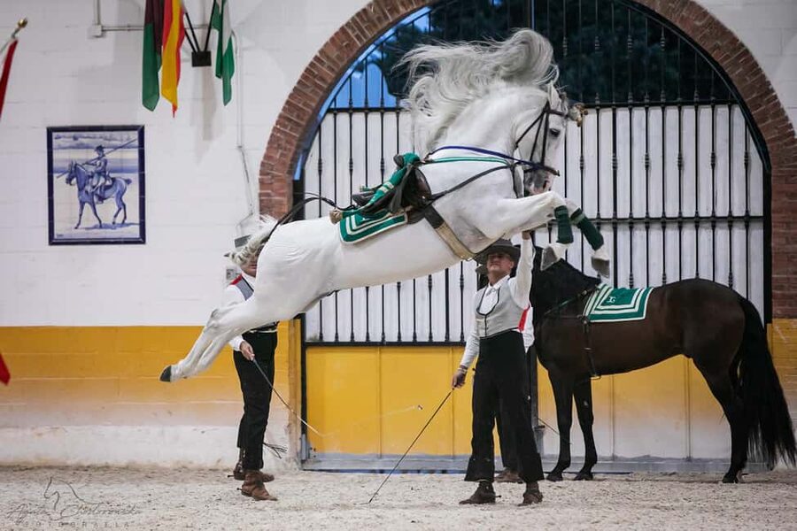 Torremolinos: Spanish horse and flamenco show - El Ranchito Arena: Where the evening really begins