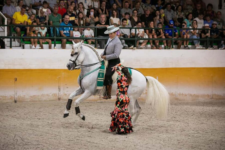 Torremolinos: Spanish horse and flamenco show - The 90-minute show: dressage, high school, and that horse-rider chemistry