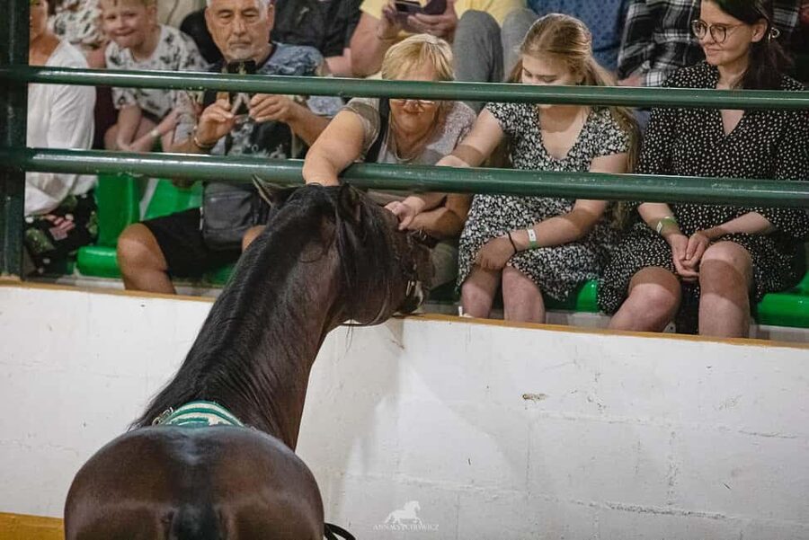 Torremolinos: Spanish horse and flamenco show - Horse welfare and comfort: what you should know before you sit down