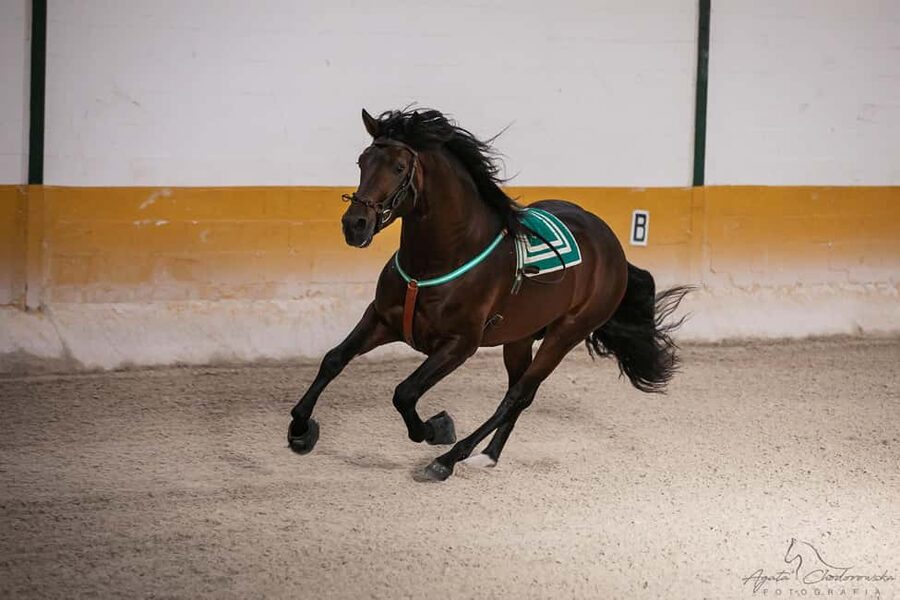 Torremolinos: Spanish horse and flamenco show - Choosing your timing: the 5:00 PM guided tour vs show-only