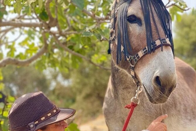 Tour the Sanctuary and Walk with the Donkeys and Share their Love - What to wear and what to expect on the walk