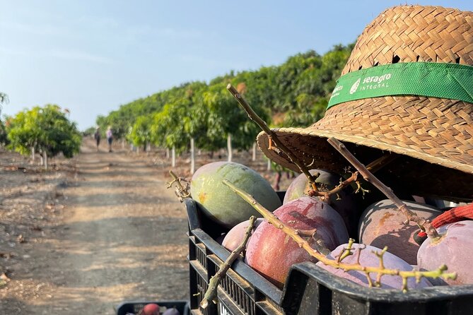Tropical Tour: Avocado & Mango Farm - Small group and tasting - Key things to know before you go