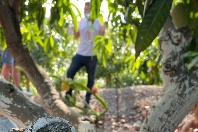 Tropical Tour: Avocado & Mango Farm - Small group and tasting - From the Málaga coast to Axarquía fruit country
