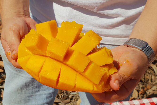 Tropical Tour: Avocado & Mango Farm - Small group and tasting - The tropical brunch picnic: taste the fruit in context