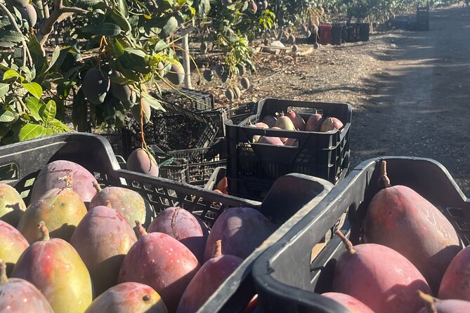Tropical Tour: Avocado & Mango Farm - Small group and tasting - What this tour feels like in real life (and who it suits best)