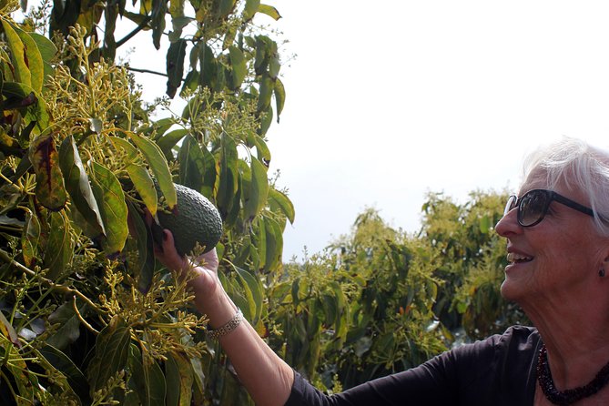 Tropical Tour: Avocado & Mango Farm - Small group and tasting - Price and value: what you get for your time