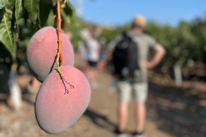 Tropical Tour: Avocado & Mango Farm - Small group and tasting - Quick practical checklist before you book