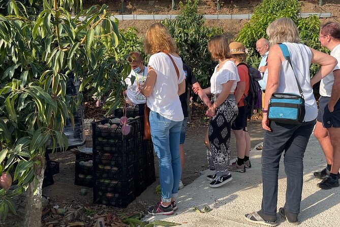 Tropical Tour: Avocado & Mango Farm - Small group and tasting - Pickup, van ride, and timing for a calm 5-hour day