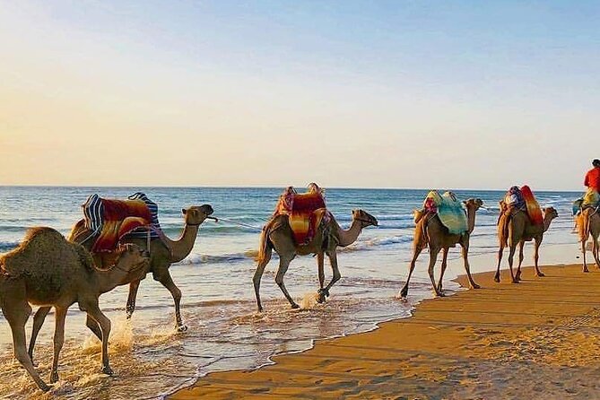 Vip Full Day Private Tangier Tour From Malaga All Inclusive - Parc Perdicaris, Achakkar Beach, and Camel Time You Can Actually Enjoy