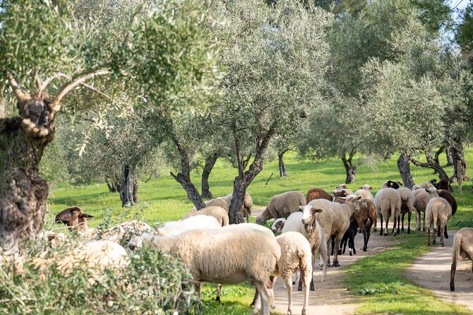 Visit Oil Mill Museum and Olive Oil Tasting in Ronda - The museum and terraces: where you can go deeper if you want
