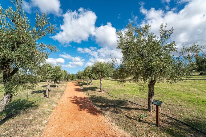 Visit Oil Mill Museum and Olive Oil Tasting in Ronda - Olive oil tasting at LA Organic: blind tasting, bread, and vinegar