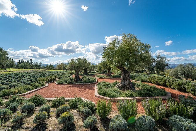 Visit Oil Mill Museum and Olive Oil Tasting in Ronda - Lunch options and planning your half-day around Ronda