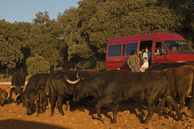 Visita en exclusiva con los 5 sentidos - See bulls and horses up close, without turning it into a show