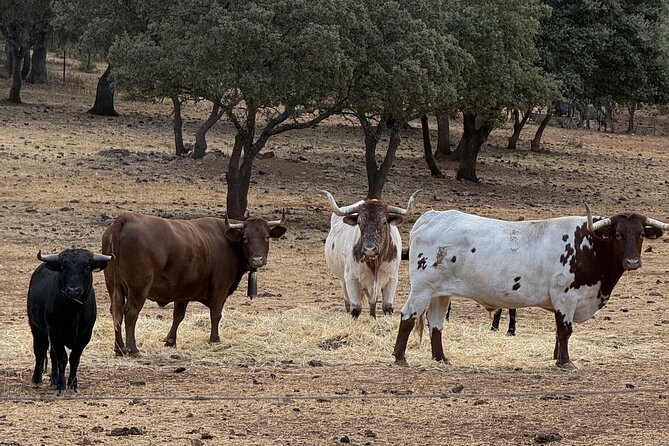Visita en exclusiva con los 5 sentidos - The tasting finale: Ronda red wine and Iberico tapas