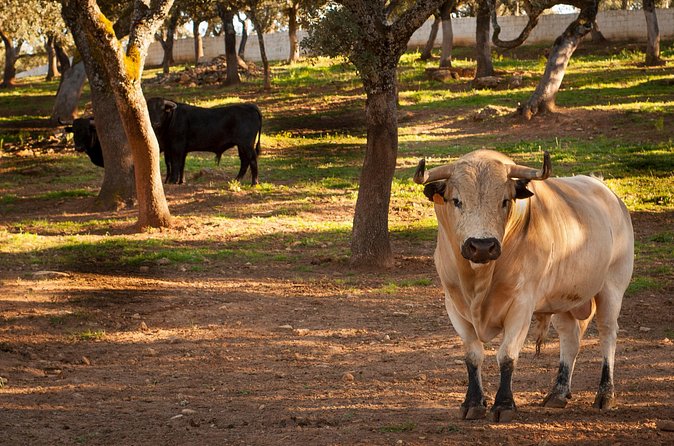 Visita Entre Toros y Caballos - Horses in the stables and the training ring that feels hands-on