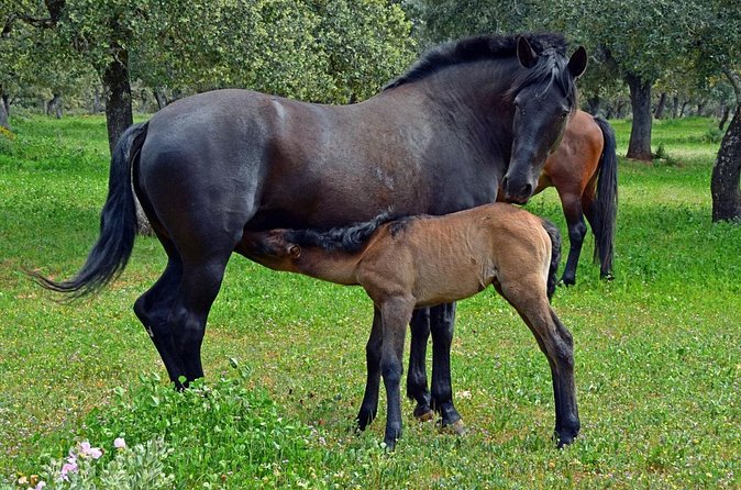 Visita Entre Toros y Caballos - Who should book this, and who should reconsider