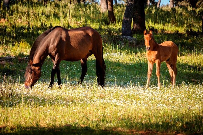Visita Entre Toros y Caballos - Centenary holm oaks and free-roaming pastures in a UNESCO Biosphere Reserve