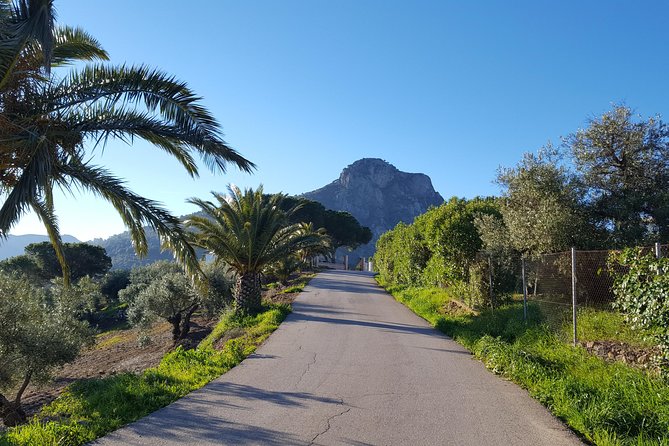 Wine & Tapas tour by electric bike (e-bike) including Ronda pickup (full day) - Price and logistics: why $162.19 is more than a bike rental