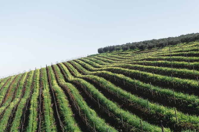 Wine & Tapas tour by electric bike (e-bike) including Ronda pickup (full day) - El Gastor (10 minutes): a quick white-village reset